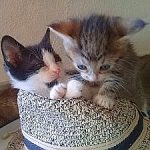 Kitties-Hat