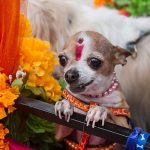 KukurTiharFestival