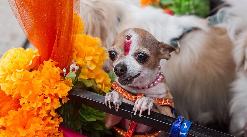 Puerto Vallarta Celebrates the Kukur Tihar Festival to Honor Dogs