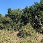 LoteNuevoVallarta (3)