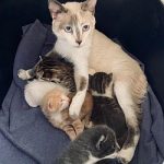 Mama-Giselle