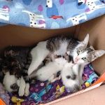 Mama-Yoko-babies
