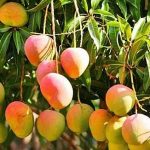 MangoTree