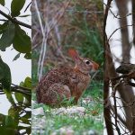 MariasFauna