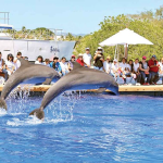 MarineMammals