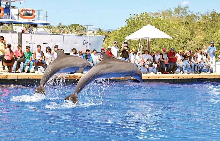 Mexico Lawmakers Put an End to Marine Mammal Shows