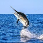 Marlin