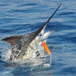 MarlinFishing