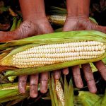 MexicanCorn