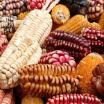 MexicanCornVarieties