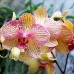 MexicanOrchid