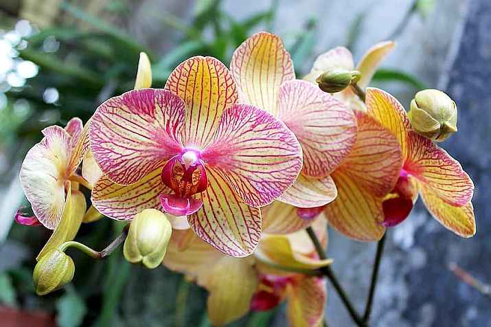 How to Make Orchids Thrive in Your Puerto Vallarta Home