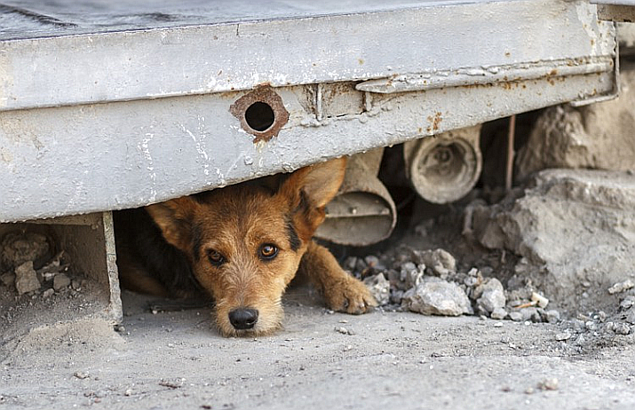 You Found a Dog in Need on the Streets of Vallarta. Now What