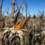 MexicoDroughtAffectsCrops