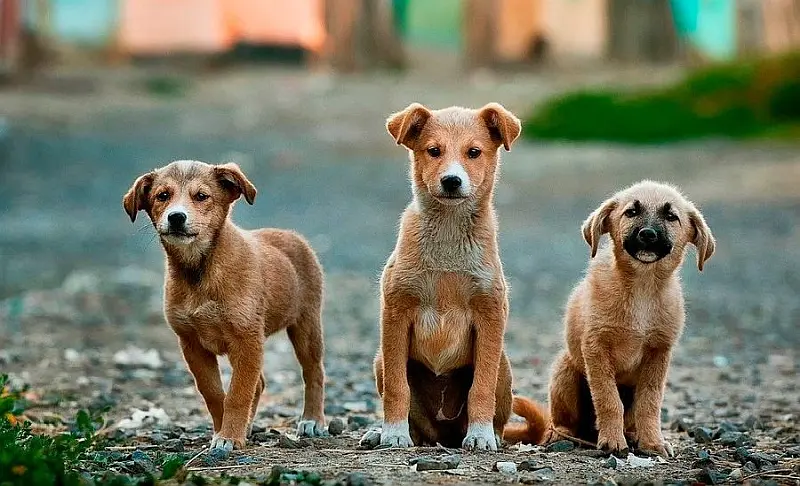 Petco Mexico Hits 110,000 Adoptions, Honors Unique Mixed Breeds