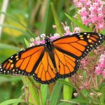Monarch-Butterfly
