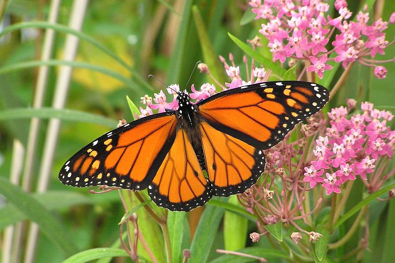 Monarch Butterfly Numbers in Mexico Rose 35% This Year