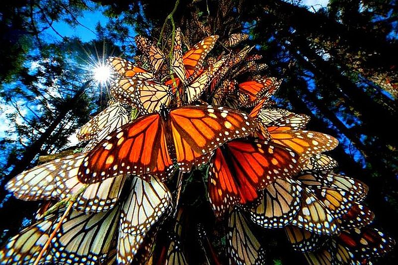 Monarch Butterfly Season in Mexico: Nature’s Majestic Spectacle