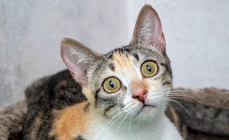 Puerto Vallarta Launches its Online Animal Adoption Portal