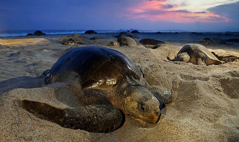 Puerto Vallarta Lifeguards Train for Sea Turtle Nesting Season Puerto Vallarta Lifeguards Train for Sea Turtle Nesting Season