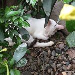 PURR-April-2025