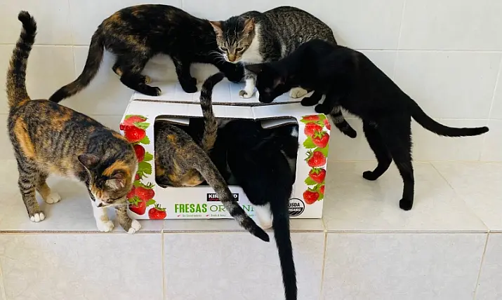 PuRR Project Puerto Vallarta April 2026 News