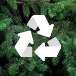 PV-Christmas-Tree-Collection-Centers