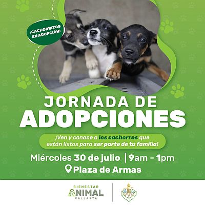 Adopt a Furry Friend: Transform a Life at Plaza de Armas Adopt a Furry Friend: Transform a Life at Plaza de Armas
