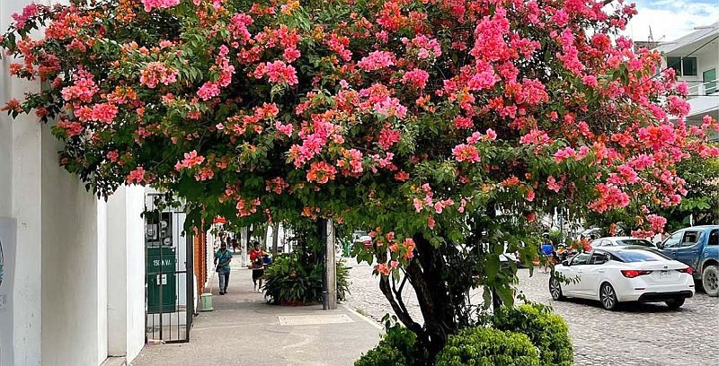 Vallarta Garden Club – Beautifying Puerto Vallarta