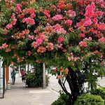 PVGC-Basillio-Badillo