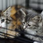 PVShelterKittens