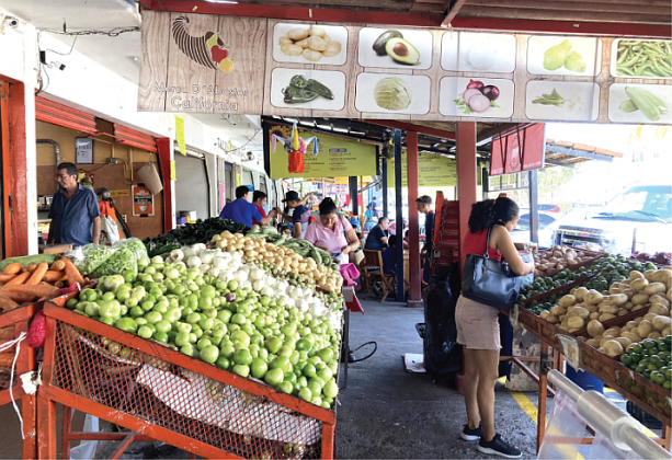 Exploring Vallarta Neighborhoods – Palmar De Aramara 