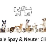 groupe de chiens et chats de race