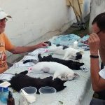 PawsAndClawsPuertoVallarta (5)