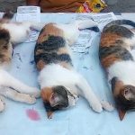 PawsAndClawsPuertoVallarta (8)