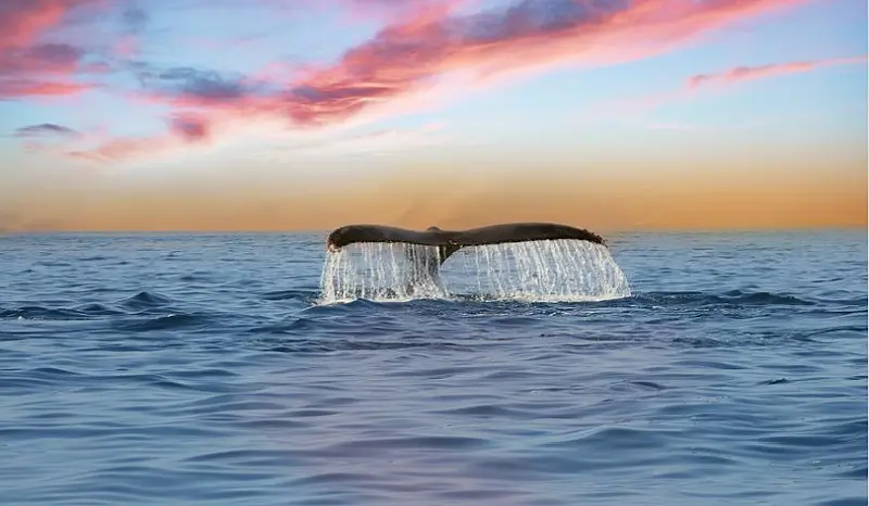 January–February Mark Peak Whale Season in Puerto Vallarta January–February Mark Peak Whale Season in Puerto Vallarta