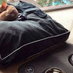 Pet-friendly-hotels-vallarta