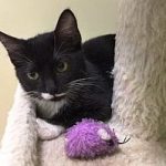 PetCoAdoptionKitty