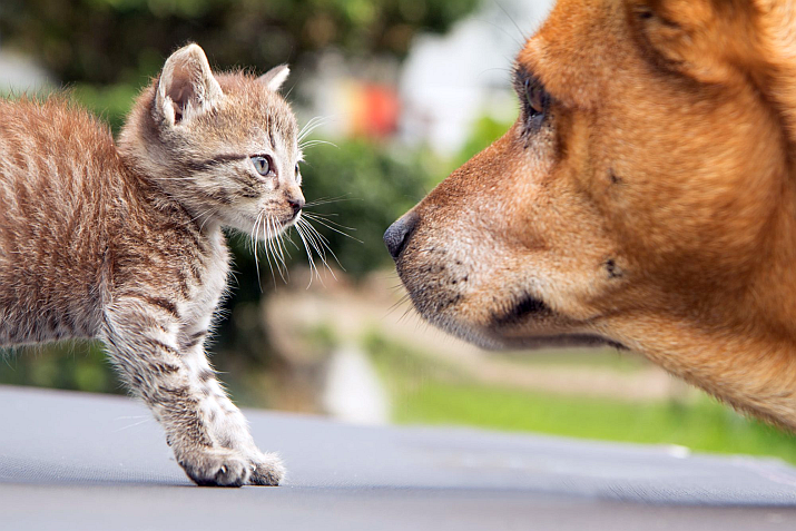 Puerto Vallarta Mayor Says Pet Registration Will Be Free