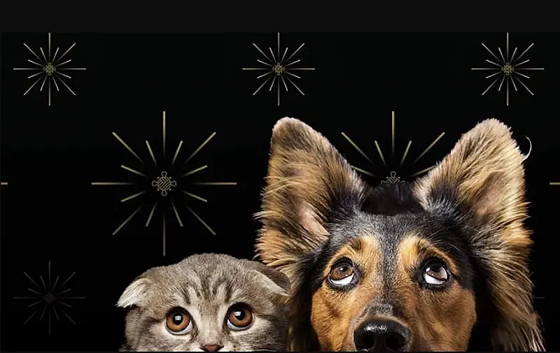 Puerto Vallarta Workshop Teaches Pet Safety for Fireworks Season Puerto Vallarta Workshop Teaches Pet Safety for Fireworks Season