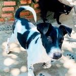 Pinto-newsletter