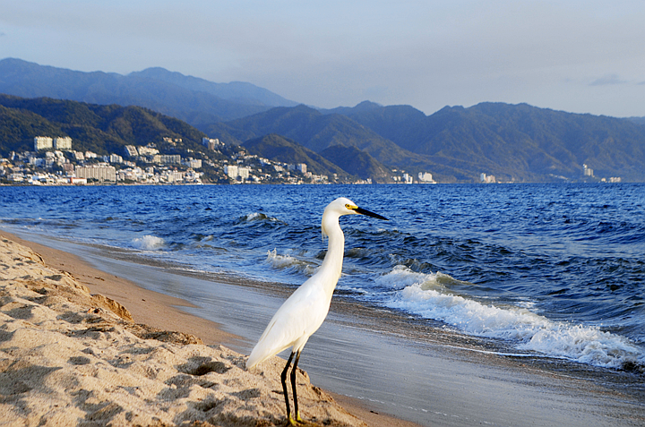 Vallarta’s Playa de Oro Moves Closer to White Flag Certification