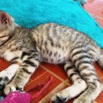 PreciousPuRRKitten