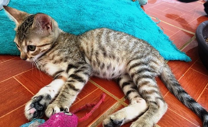 October 2024 News from PuRR Project Puerto Vallarta