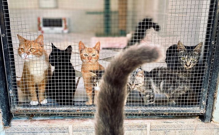 April 2022 News from PuRR Project Puerto Vallarta April 2022 News from PuRR Project Puerto Vallarta