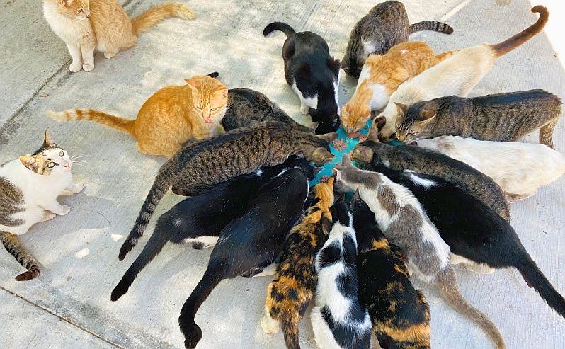 April News from Puerto Vallarta’s PuRR Project Shelter