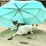 PuRR-August-2021