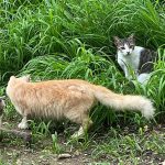 PuRR-August-2022