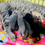 PuRR-August-2024