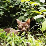 PuRR-August-2025